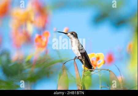 Eine kleine weibliche Ruby Topaz Kolibri, Chrysolampis mosquitus, die in einem farbenfrohen Barbados-Baum vor dem blauen Himmel steht Stockfoto