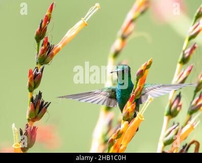 Der glitzernde Kolibri Amazilia tobaci, der aus Kupfer gestropft ist, fliegt mitten in einem Sanchezia-Busch mit orangefarbenen Blüten, die der Kamera zugewandt sind. Stockfoto