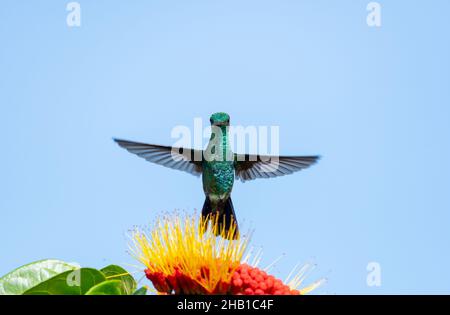 Glitzernder grüner Kolibri aus Kupfer, der über einer tropischen Combretum-Blume vor dem blauen Himmel schwebt. Stockfoto