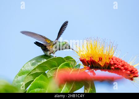 Glitzernder grüner Kolibri aus Kupfer, der sich von einer tropischen Combretum-Blume ernährt, die vom blauen Himmel isoliert ist. Stockfoto