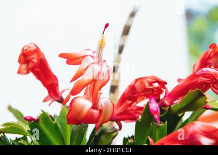 Makroaufnahme der Schlumbergera-Truncata-Blüten Stockfoto