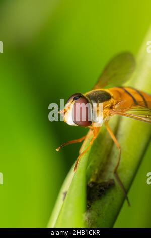 Makrofoto von Hoverfly-Insekt, das auf dem Pflanzenblatt sitzt. Selektiver Fokus verwendet. Stockfoto