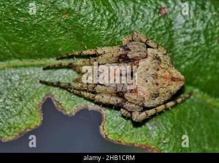 Orb Weaver Spinne der Eustala Gattung schlafend auf einem Blatt in Houston, TX dorsale Ansicht. Stockfoto