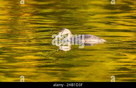 Haubentaucher, Podiceps cristatus, finsteres Gefieder, Fangen eines Fisches mit Wasserspritzern in einem Teich, herbstlich gefärbte Natur spiegelt sich im Wasser wider. Stockfoto