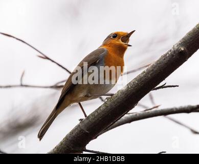 Robin ( Erithacus rubecula ) auf einer Zweigstelle im Almondell Country Park, West Lothian, Schottland. Stockfoto