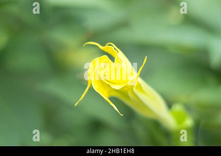 Eine neu aufkeimende gelbe Engelstrompeten-Blume, Brugmansia mit einem verschwommenen Hintergrund. Stockfoto