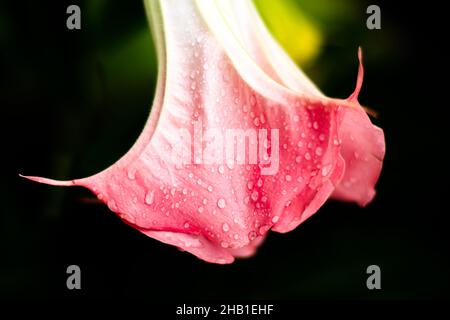 Nahaufnahme einer schönen rosa Engelstrompete Blume mit Wassertropfen auf den zarten Blütenblättern und einem schwarzen Hintergrund. Stockfoto