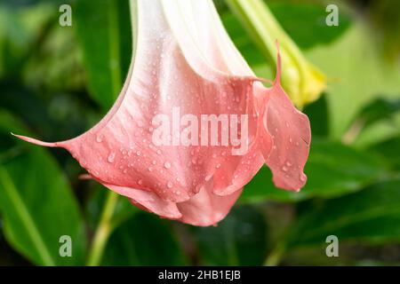 Nahaufnahme einer schönen rosa Engelstrompete-Blume mit Wassertropfen auf den zarten Blütenblättern. Stockfoto