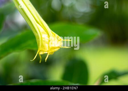 Eine neu aufkeimende gelbe Engelstrompeten-Blume, Brugmansia mit einem verschwommenen Hintergrund. Stockfoto