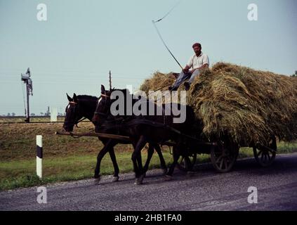 Mann mit Peitsche Reiten Pferd und Karren mit Heu in ländlichen ländlichen Raum, Rumänien, Osteuropa 1967 Stockfoto