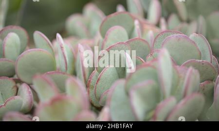 Crassula arborescens aka Silber Jade Pflanze Sukkulente Blätter natürliches Makro Blumenhintergrund Stockfoto