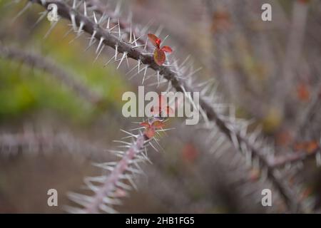 Die Dornenkrone, die Stachelstiele, natürlicher Makro-floraler Hintergrund Stockfoto