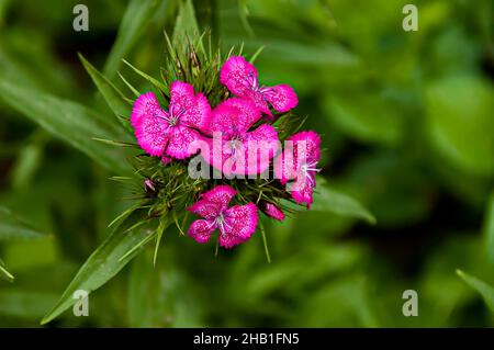 Sweet William oder Dianthus barbatus Blume ist eine blühende Pflanze im Garten, Sofia, Bulgarien Stockfoto