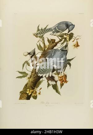 Blue Jay, John James Audubon, Amerikaner, geboren in Haiti, 1785-1851, Chromolithographie, 1861, Tier, Vogel, Ast, Corvid, Corvus cristatus, Cyanocitta cristata, Essen, Ei, Fauna, Flora, Naturforscher, Natur, Naturkunde, ornithologie Stockfoto