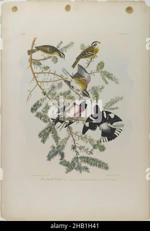 Rosenblütiger Grosbeak, John James Audubon, Amerikaner, geboren in Haiti, 1785-1851, Chromolithographie, 1861, 40 x 27 1/8 Zoll, 101,6 x 68,9 cm, Vögel, Äste, Fauna, Flora, Fringilla ludoviciana, Ground Hemlock, Naturgeschichte, Naturstudie, Ornithologie, Taxus canadensis, Bäume Stockfoto