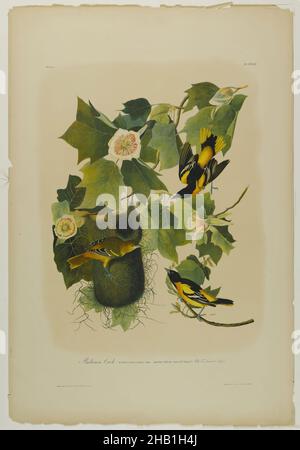 Baltimore Oriole, John James Audubon, Amerikaner, geboren in Haiti, 1785-1851, Chromolithographie, 1861, Tiere, Vögel, Vögel, Vögel, Fauna, Flora, Blumen, Grün, Ikterus Baltimore, Illustration, Blätter, Liriodendron tulipifera, Naturgeschichte, Natur, Naturstudie, Oriole, Ornithologie, Print, Singvögel, Tulpenbaum, Vase Stockfoto