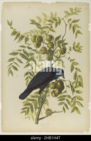American Crow, John James Audubon, Amerikaner, geboren in Haiti, 1785-1851, Chromolithograph, 1861, 19th Jahrhundert, Amerikaner, Apfelbaum, Audobon, Vogel, Zweige, Corvus Americanus, Krähe, Fauna, Flora, Frucht, Blätter, Naturstudie, Oliven, Ornithologie, Druck, rubbenkehlige Kolibri Nest, Wissenschaft Stockfoto
