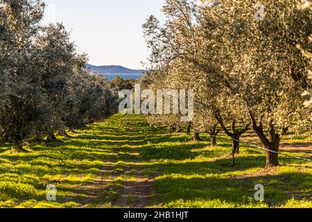 Olivenbäume in der Nähe des Meeres. Die kalkhaltigen Böden und der ständige Meereswind beeinflussen die Qualität des Olivenöls. Château Léoube Estate in der Nähe von Bormes-les-Mimosas, Frankreich Stockfoto