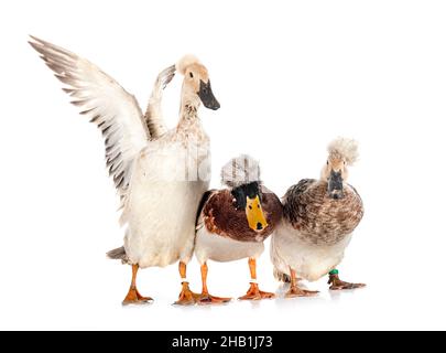 Haubenenten brüten vor weißem Hintergrund Stockfoto