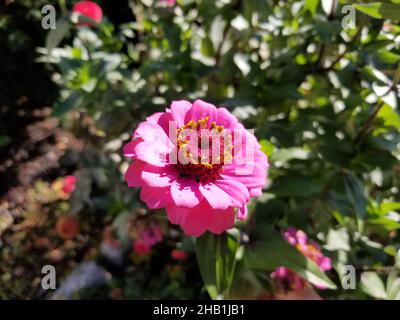 Einzelne leuchtend rosa Zinnia auf einem verschwommenen Hintergrund aus grünen Blättern und Gras -03 Stockfoto