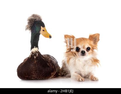 chihuahua und Ente vor weißem Hintergrund Stockfoto