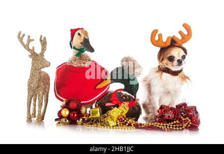 Enten, chihuahua und weihnachten vor weißem Hintergrund Stockfoto