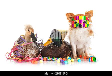Ente und chihuahua für das neue Jahr vor weißem Hintergrund Stockfoto