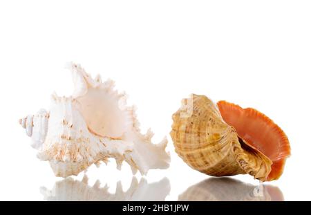 Zwei Muscheln, Nahaufnahme, isoliert auf Weiß. Stockfoto