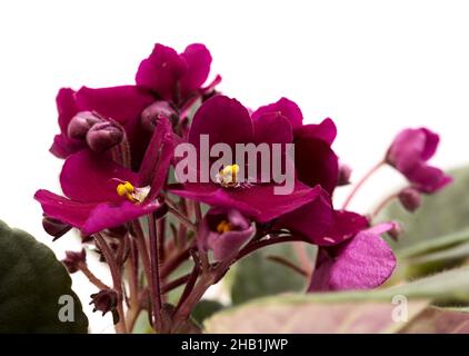 Dunkelrote saintpaulia oder afrikanisches Violett isoliert auf weißem Hintergrund Stockfoto