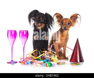 Russkiy Toy vor weißem Hintergrund Stockfoto