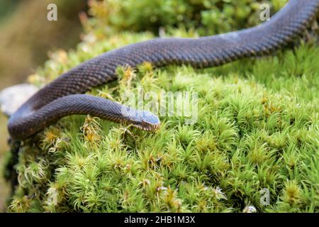 Dunkle Kreuzotter, Vipera berus, Gemeine europäische Adder in schwarzer Form Stockfoto