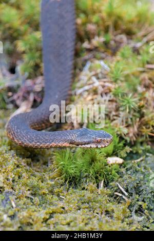 Dunkle Kreuzotter, Vipera berus, Gemeine europäische Adder in schwarzer Form Stockfoto