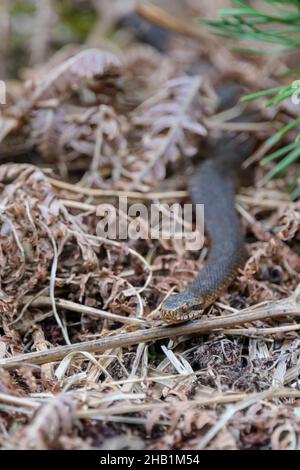 Dunkle Kreuzotter, Vipera berus, Gemeine europäische Adder in schwarzer Form Stockfoto