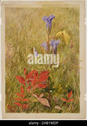 Gefranste Enziane, John Henry Hill, Amerikaner, 1839-1922, Aquarell mit Graphitstift-Unterzeichnung auf Papier, ca. 1867, 10 1/8 x 7 1/8 Zoll, 25,7 x 18,1 cm, 19th Jahrhundert, amerikanisch, Zeichnung, Feld, Blume, Blumen, gefranste Enziane, Enziane, Graphit, Graphitstift, Gras, Landschaft, Blätter, natürlich, Natur, im Freien, Bleistift, lila, rot, Unterzeichnung, Aquarell, Wildblumen Stockfoto