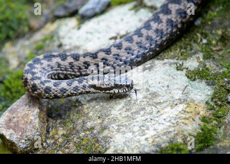 Kreuzotter, Vipera berus, Gemeine Europäische Adder Stockfoto