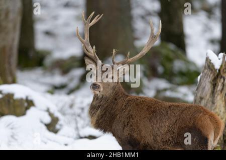 Rothisch, Cervus elaphus, Rotwild im Schnee Stockfoto