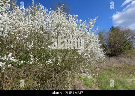 Schlehdorn, Prunus spinosa, blühender Schlehdorn Stockfoto