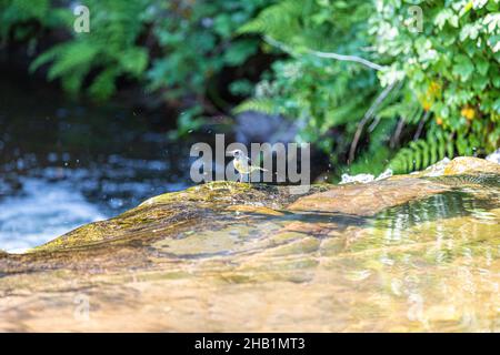 Eine graue Bachstelze im Exmoor National Park am Rande eines kleinen Wasserfalls auf Weir Water an der Robbers Bridge, Somerset UK Stockfoto