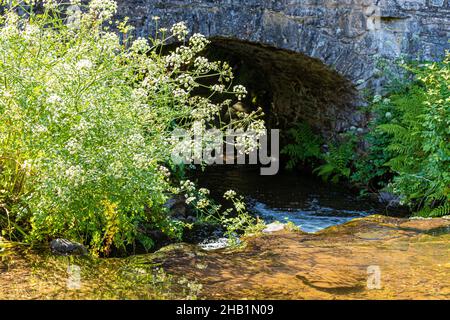 Ein Exmoor-Bach im Sommer - Hemlock (Water Dropwort) blüht neben Weir Water, das unter Robbers Bridge, Somerset UK, fließt Stockfoto