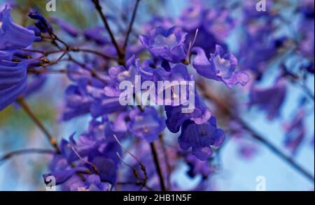 Blaue Jacaranda-Blüten (Jacaranda mimosifolia) Stockfoto