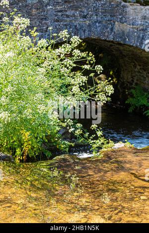 Ein Exmoor-Bach im Sommer - Hemlock (Water Dropwort) blüht neben Weir Water, das unter Robbers Bridge, Somerset UK, fließt Stockfoto