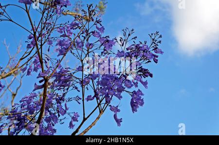 Blaue Jacaranda-Blüten (Jacaranda mimosifolia) Stockfoto