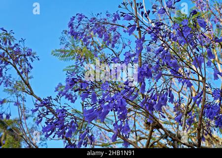 Blaue Jacaranda-Blüten (Jacaranda mimosifolia) Stockfoto