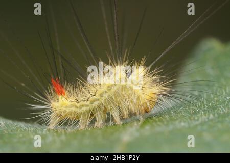 Junge, bunter Tussock-Mottenraupe (Calliteara pudibunda). Tipperary, Irland Stockfoto