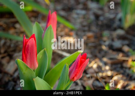 Nahaufnahme von rosa Tulpen im Garten, Frühlingstag Stockfoto