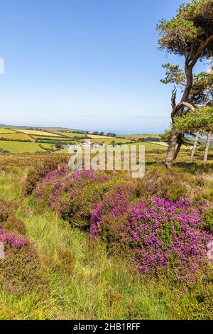 Heidekraut blüht im Sommer auf Stoke Pero Common im Exmoor National Park, Stoke Pero, Somerset UK Stockfoto