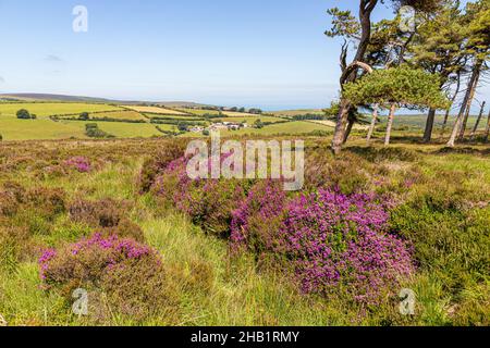 Heidekraut blüht im Sommer auf Stoke Pero Common im Exmoor National Park, Stoke Pero, Somerset UK Stockfoto