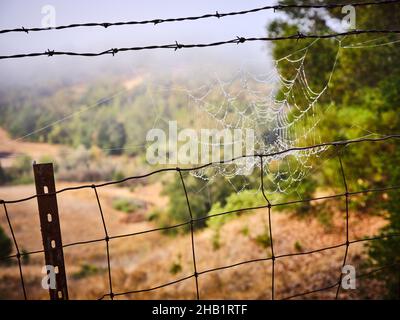 Ein Spinnennetz sammelt Regentropfen auf einem Zaun an einem Hang Stockfoto