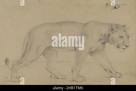 Striding Lioness, Philip H. Wolfrom, American, 1870-1904, Graphit auf Papier auf Karton, n.d., Blatt: 6 x 9 1/4 Zoll, 15,2 x 23,5 cm, Afrika, Tier, Großkatze, Katze, Zeichnung, Katze, Anmut, Graphit, Löwe, Löwin, montiert, Karton, Porträt, stitschig, Gehen Stockfoto