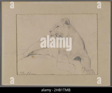 Sitzende Löwin, Recto und Head of Sleeping Lion, verso, Philip H. Wolfrom, American, 1870-1904, Graphit auf Papier, befestigt an Fenstermatte, AD, Blatt: 5 1/2 x 8 15/16 Zoll, 14 x 22,7 cm Stockfoto